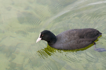 common moorhen (Gallinula chloropus) known as the waterhen, the swamp chicken