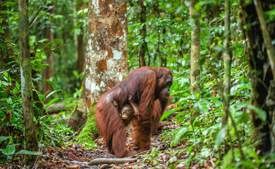 Baby orangutan and mother  in a natural habitat. Bornean orangutan (Pongo pygmaeus wurmbii) in the wild nature. Tropical Rainforest of Borneo Island. Indonesia © Uryadnikov Sergey
