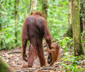 Baby orangutan and mother  in a natural habitat. Bornean orangutan (Pongo pygmaeus wurmbii) in the wild nature. Tropical Rainforest of Borneo Island. Indonesia © Uryadnikov Sergey