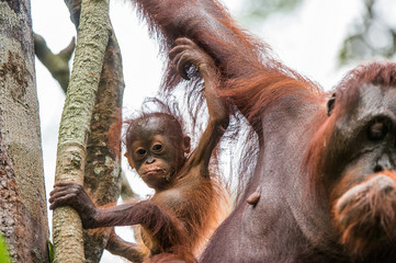 Baby orangutan (Pongo pygmaeus) in the wild nature. Natural habitat in Rainforest of Island Borneo. Indonesia.