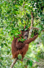 Bornean orangutan on the tree under rain in the wild nature. Central Bornean orangutan ( Pongo pygmaeus wurmbii ) on the tree in natural habitat. Tropical Rainforest of Borneo.Indonesia