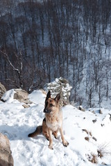  portrait of a shepherd in the mountains in the snow
