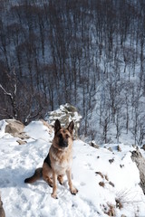  portrait of a shepherd in the mountains in the snow