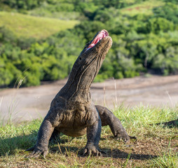 Fototapeta premium The Komodo dragon Varanus komodoensis raised the head with open mouth. It is the biggest living lizard in the world. Island Rinca. Indonesia.