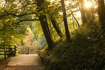 calidez del sol entre los arboles