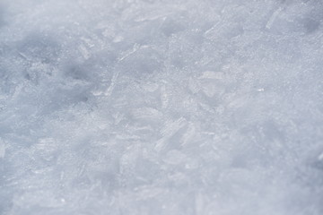  piece of snow in a big forest