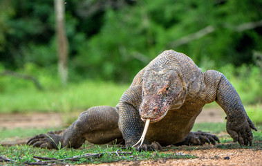 The walking Komodo dragon ( Varanus komodoensis ) with tongue out, sniffing air. Biggest living...