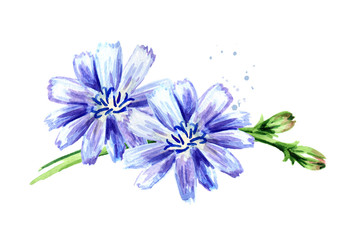 Chicory ordinary or сommon or Cichorium intybus flowers, Watercolor hand drawn illustration, isolated on white background