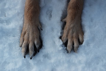 dog paws in the snow © Ekaterina