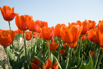Close view of orange red tulips