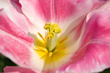 Closeup of the inside of a pink white tulip