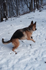  German shepherd jumps playing with snow