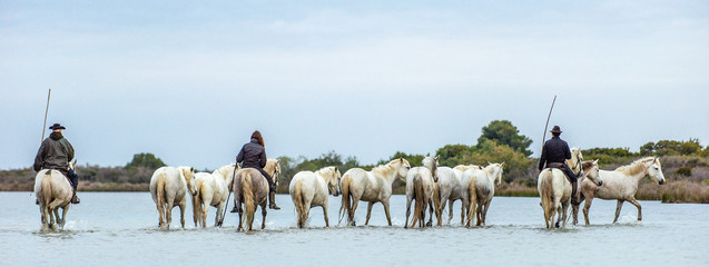 White Camargue Horses . Riders and White horses of Camargue in the water of river. Parc Regional de Camargue . France - obrazy, fototapety, plakaty