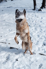 German shepherd jumps playing with snow