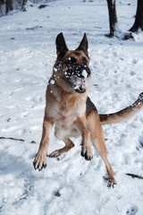  German shepherd jumps playing with snow
