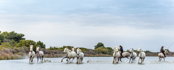 Fototapeta na wymiar PROVENCE, FRANCE - 05 MAY, 2017: White Camargue Horses galloping. Riders on the White horses of Camargue galloping through water. Parc Regional de Camargue . France