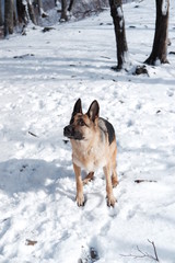  German shepherd jumps playing with snow