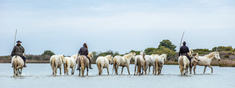 White Camargue Horses . Riders and White horses of Camargue in the water of river. Parc Regional de Camargue . France