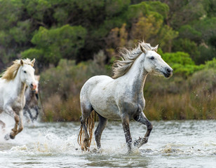 White Camargue Horses galloping through water. Parc Regional de Camargue - Provence, France