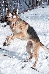 Fototapeta na wymiar German shepherd jumps playing with snow