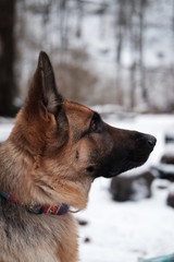  portrait of a shepherd in the mountains in the snow