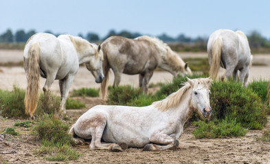 Naklejka na ściany i meble White Camargue Horses. Parc Regional de Camargue - Provence, France