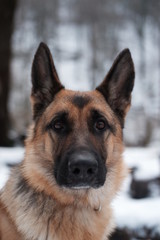  portrait of a shepherd in the mountains in the snow