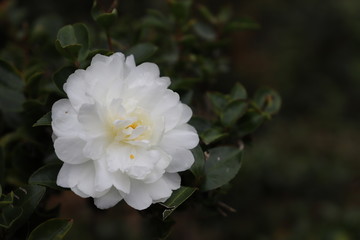 白い山茶花の花