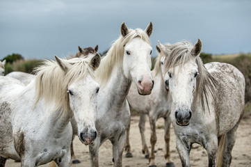 Fototapeta na wymiar Close up Portrait of the White Camargue Horses. Parc Regional de Camargue - Provence, France