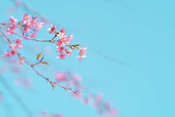 Spring nature,Bloom pink flowers and bright skies