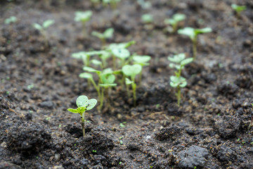 young plant in soil