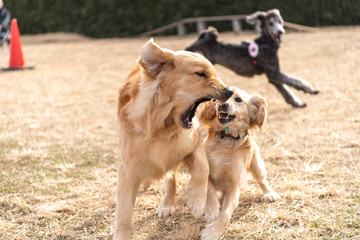 世界の名犬牧場_ゴールデンレトニエル
