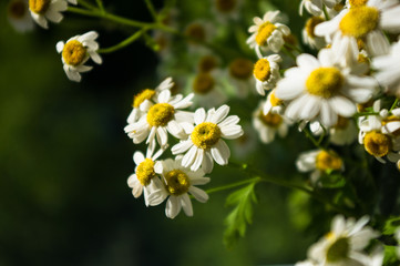 Blooming camomile, beautiful nature scene, summer background, selective focus