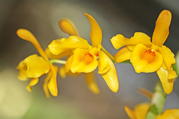 Yellow orchid flowers blurred  background.