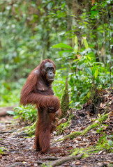 Baby orangutan and mother  in a natural habitat. Bornean orangutan (Pongo pygmaeus wurmbii) in the wild nature. Tropical Rainforest of Borneo Island. Indonesia © Uryadnikov Sergey