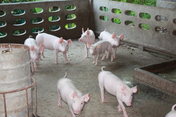 pigs in barn