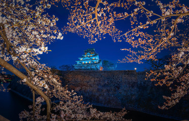 Cherry blossom at Osaka castle, Japan.At night.
