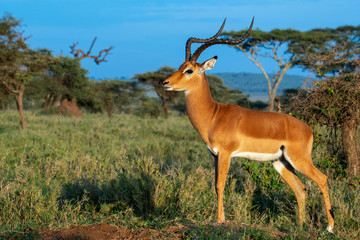 Impala on grasslands of Serengeti National Park, Tanzania