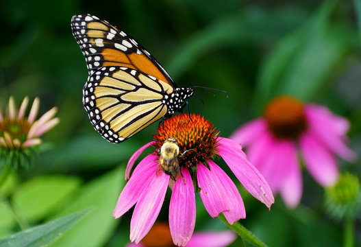 Monarch butterfly and a bee pollinating a pink coneflower