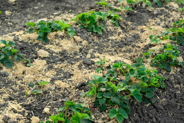 Bush of strawberry with mulch. Close-Up.
