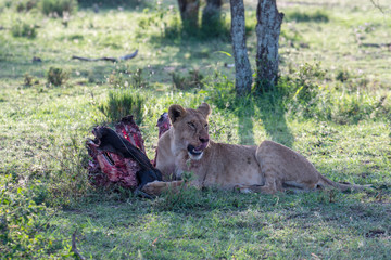 Close up from a Lion  in Serengeti National Park, Tanzania
