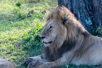 Close up from a Lion  in Serengeti National Park, Tanzania