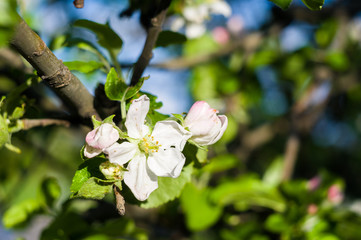 Obraz na płótnie Canvas Background of blooming beautiful flowers of apple on a sunny day in early spring close up, soft focus