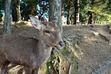 Naklejka na ściany i meble Sacred deer at Deer Park in Nara, the ancient capital of Japan