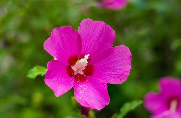 Bright Hibiscus flower blooming in the tropical garden, in soft focus on natural green bokeh background