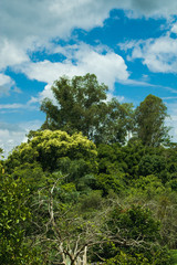 Trees
