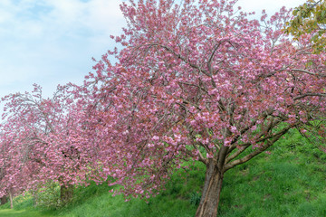 Cherry trees.