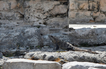 Bonita iguana que habita en los alrededores de las ruinas de la antigua ciudad de Tulum