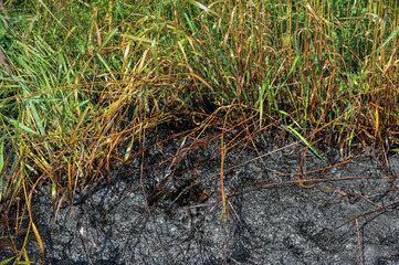 Spills of crude oil on the soil surface - environment pollution