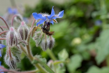 ボリジに止る蜂／borage and bee